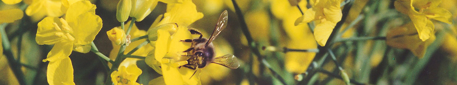 Biene auf gelber Blüte ©DLR